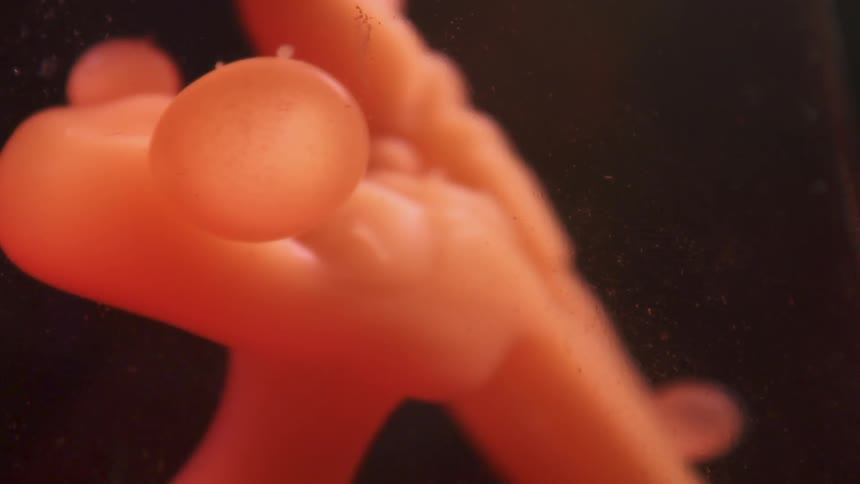 Orange blobs of liquid float upwards