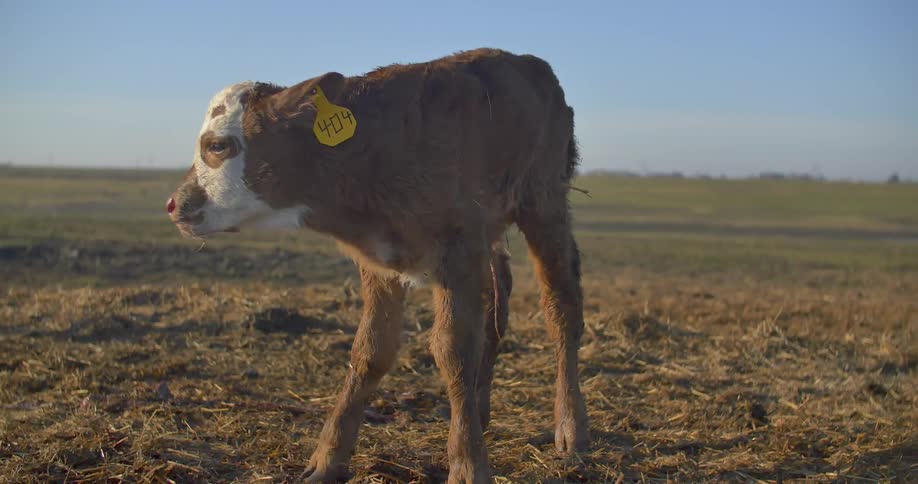 A small calf is unsteady on a field