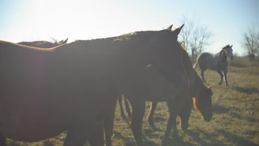 A cowboy and horses walk in a grassy field on a sunny day