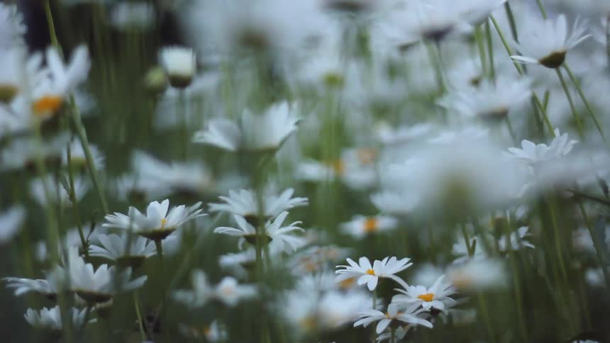 The wind blows white daisies in a field