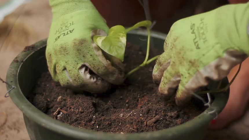 A person wearing gloves is potting a plant