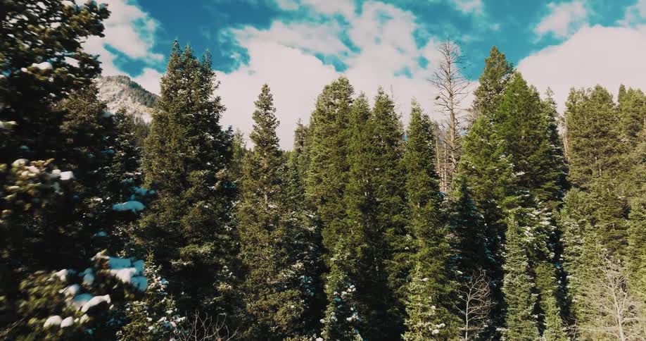 Aerial view of pine forest with snowy mountains and blue sky