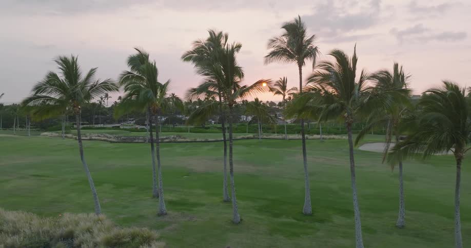 A series of palm trees stand on a grassy plain at a coastal resort at midday
