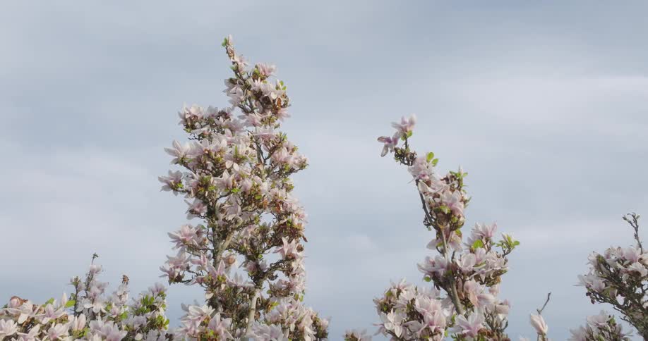 Soft sunlight washes over the colorful petels of a magnolia tree in full bloom