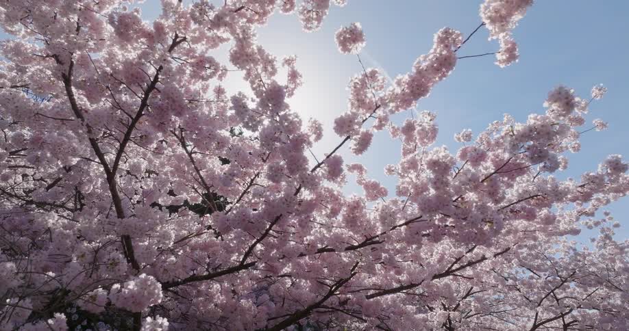 Thick clusters of pink cherry blossoms are backlit against the sun on a beautiful spring morning