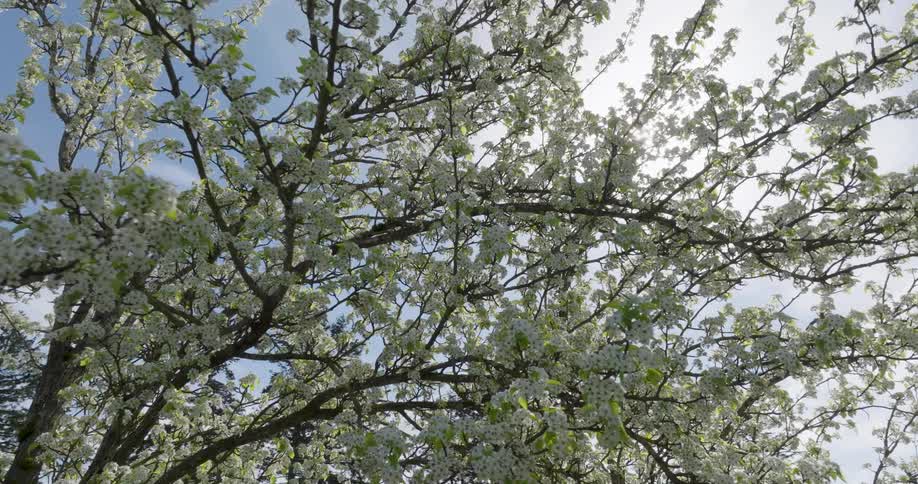 Sun flares flicker through the branches of a flowering dogwood tree on a crisp spring day