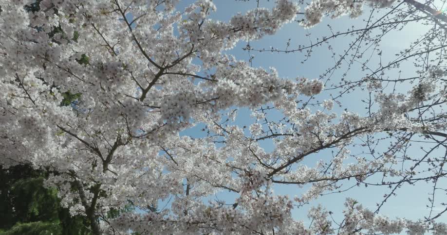 Beautiful white blooms softly glow from warm sunshine washing over them