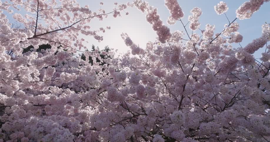 Slow descent along colorful cherry blossoms as the sun peeks through from behind