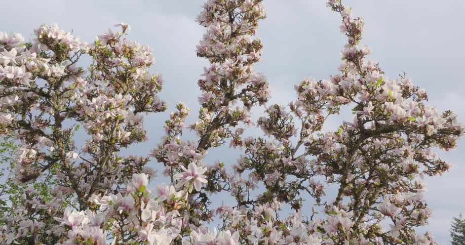 Rotation around the colorful petals of a mature tulip tree raked by soft sunlight