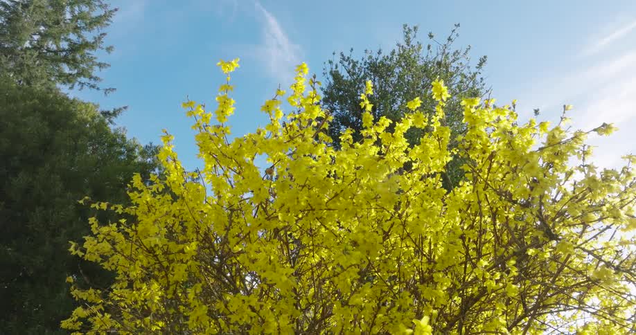 Vibrant yellow flowers open under crisp morning sunshine