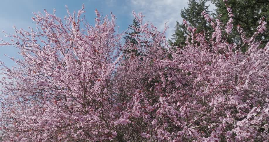 Pink flowers start to bloom on plum trees filled with buds