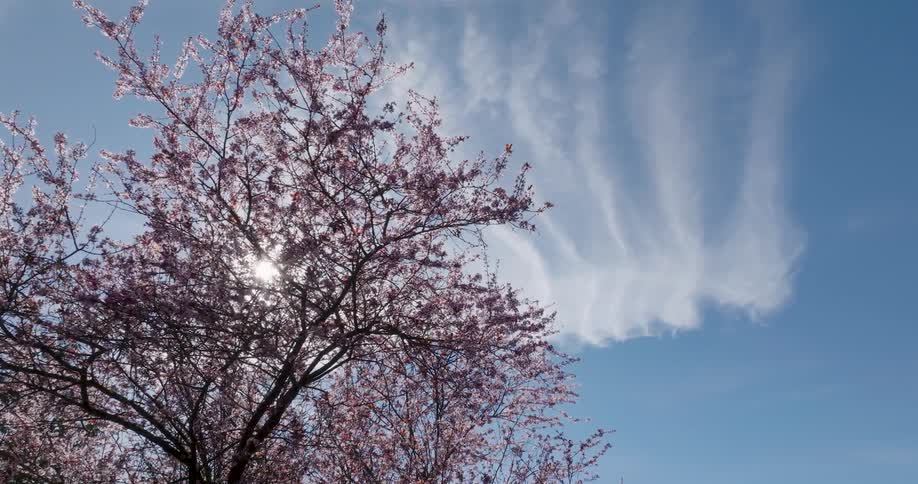 Sunshine tinkles through the branches of a plum tree filled with pink blossoms in front of a painted sky