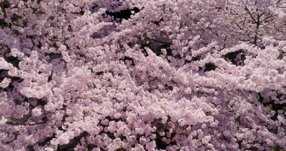 Subtle orbit around vibrant pink cherry blossoms in the springtime sun
