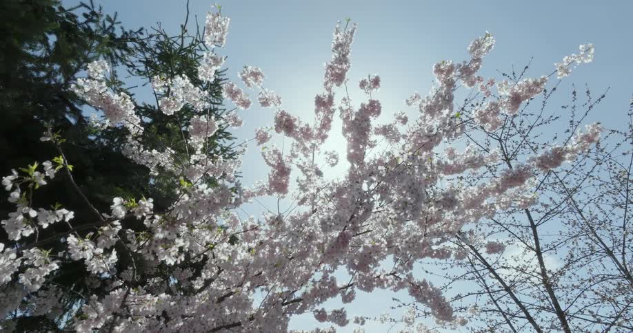Delicate cherry blossoms start to bloom under a blue sky and bright sunshine