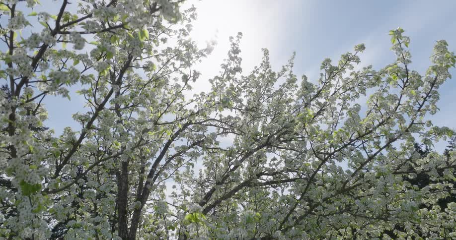 Sunshine filters through brilliant white flowers on a mature dogwood tree
