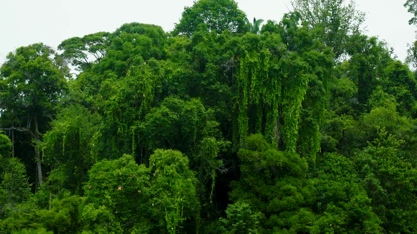 Orbiting around dense lush foliage