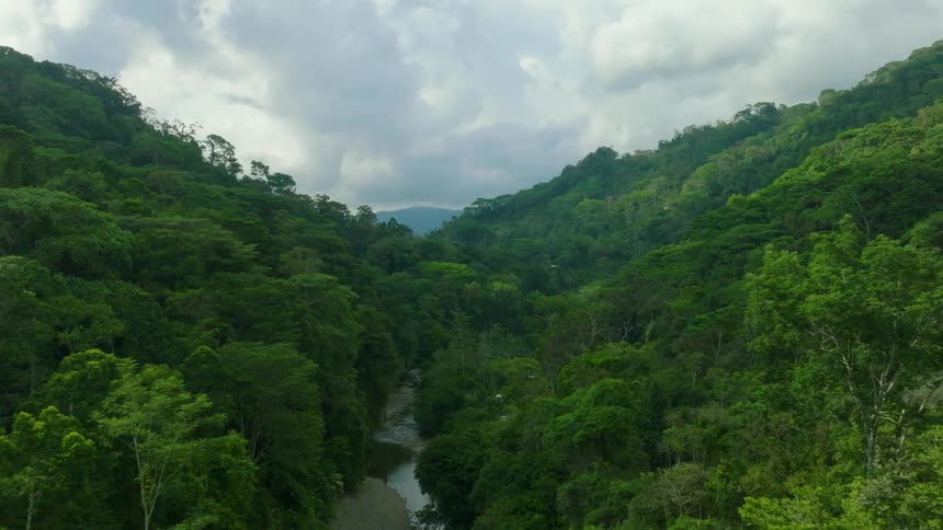 Aerial of trees in a forest area during the day