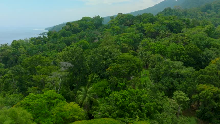 The lush rainforest is on the shore