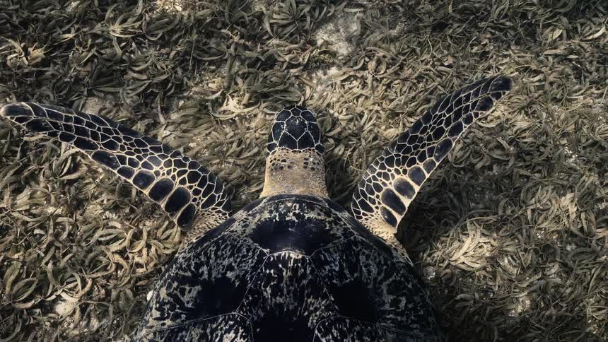 A green turtle swims over a seagrasscovered ocean floor viewed from above