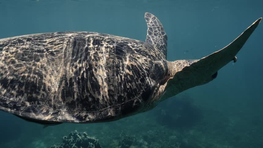 The large green turtle is swimming underwater