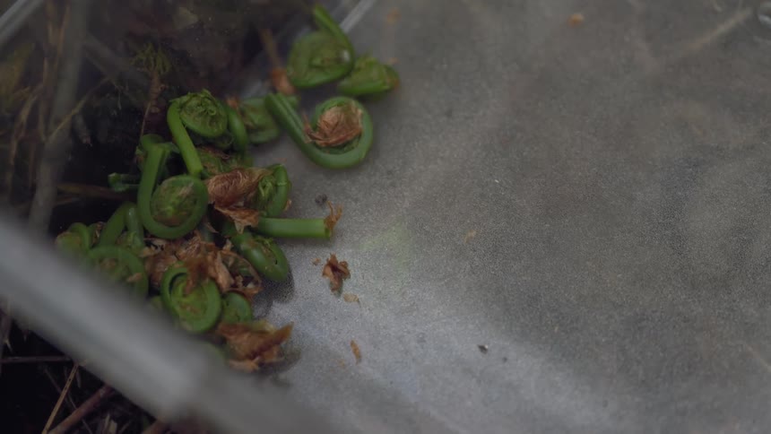 Pieces of plants are thrown into the container