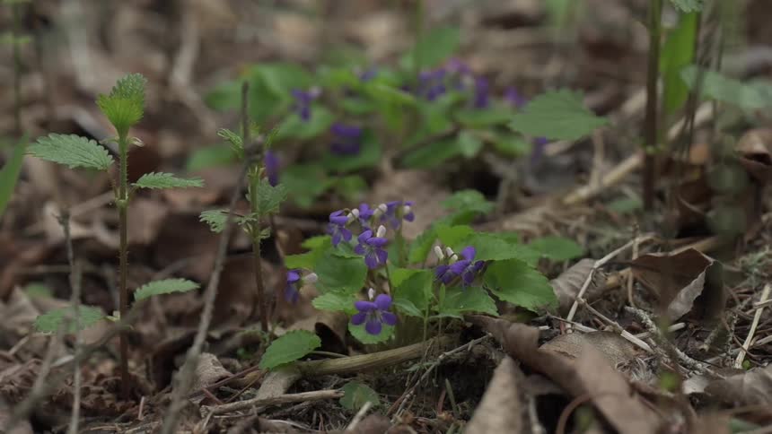 Small plants in the forest surrounded by dry tree leaves at midday