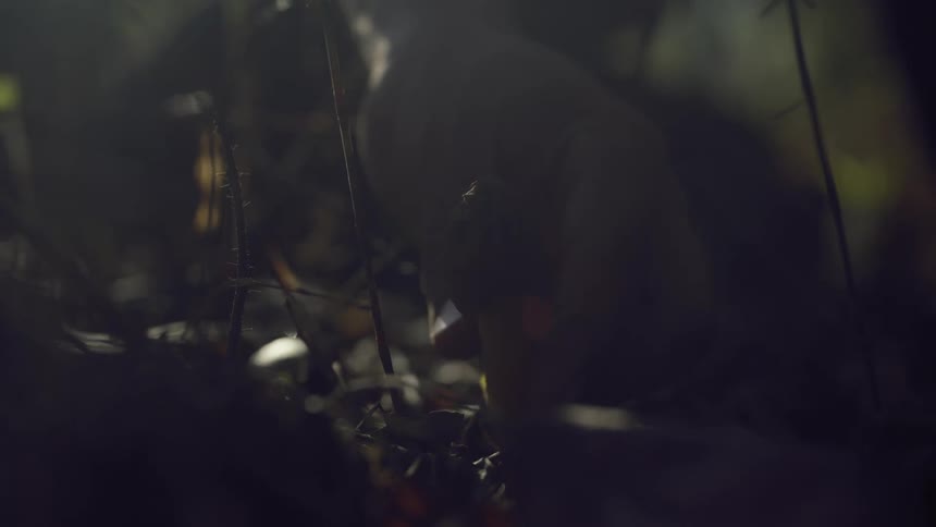 A male hand picks a mushroom from the forest floor