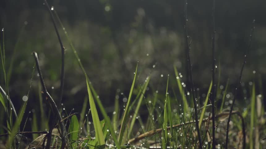 A closeup shot reveals blades of green grass covered in sparkling dew drops backlit by the morning sun against a softly blurred background