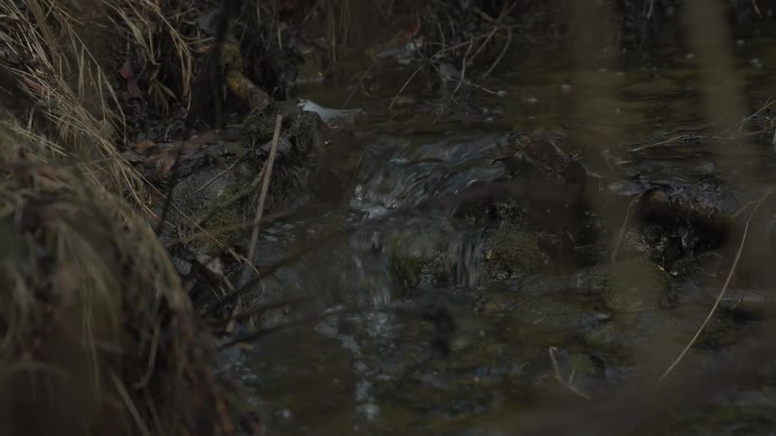 Small stream flowing over rocks and dried brush in the wilderness