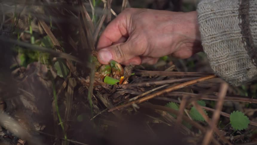 A closeup shows a hand picking fiddlehead ferns highlighting foraging and nature
