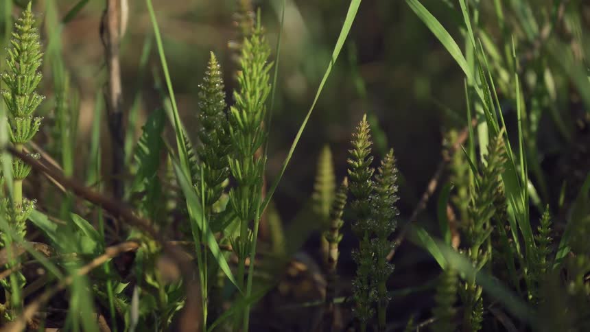 A closeup shot captures green upright plants possibly horsetail covered in dew droplets and illuminated by sunlight amongst blades of grass