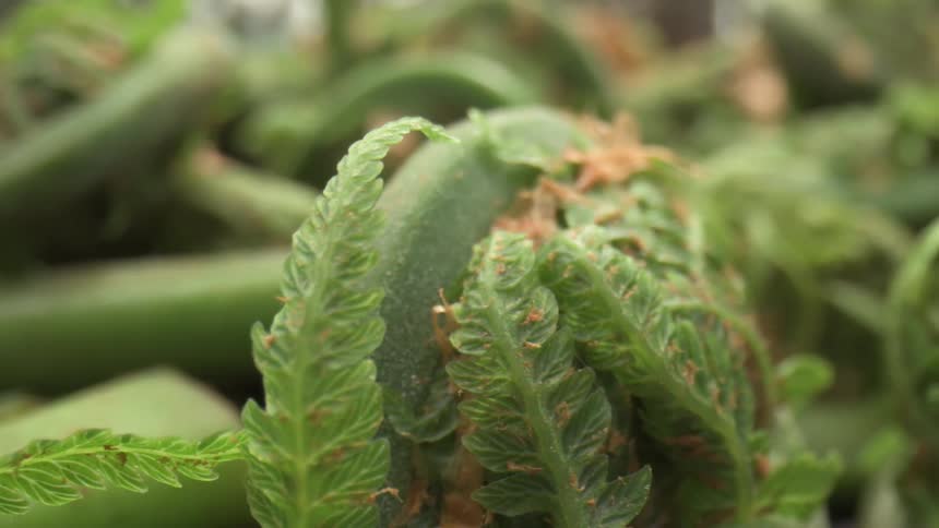 A cluster of tightly coiled light green fiddleheads shows their developing fronds in a closeup view