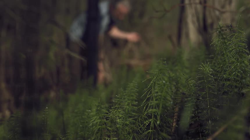 A man is picking herbs in the forest