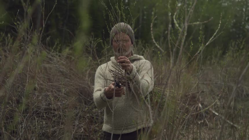 A man wearing a cap is in a field using clippers on tall grass plants that have gone to seed
