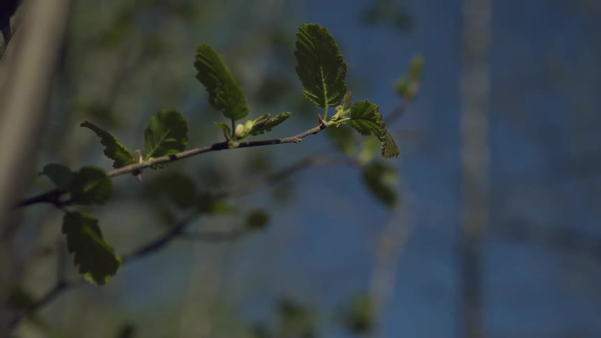 A closeup shot focuses on a tree branch with fresh green leaves budding in the sunlight set against a softly blurred background of blue sky and other trees