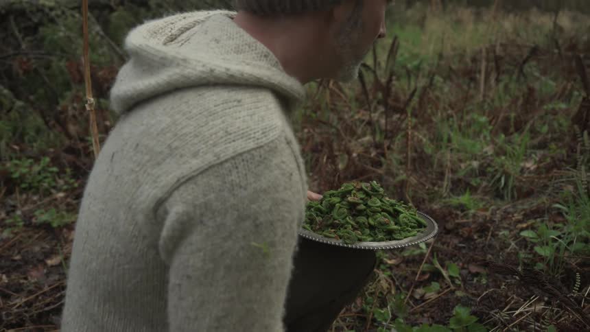 A man is foraging for fiddlehead ferns in a forest collecting them on a metal plate