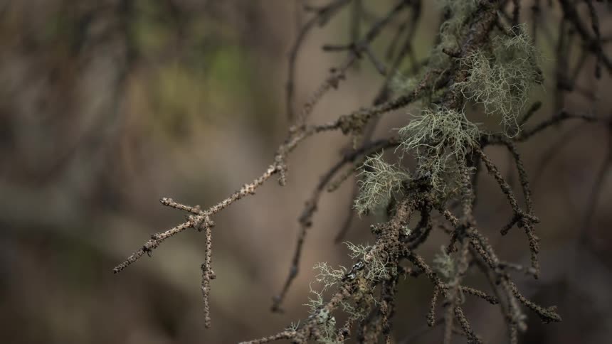 Dry twiggy branches covered in lightcolored lichen extend across a blurred muted background