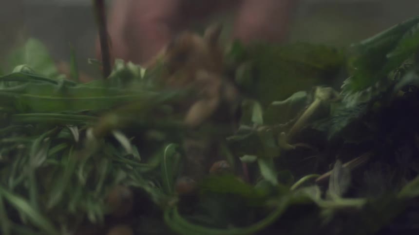 A closeup shot shows a hand foraging and handling freshly picked herbs or plants in a forest setting