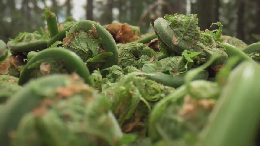 A series of vegetable plants grow in the wild as an elderly man walks by