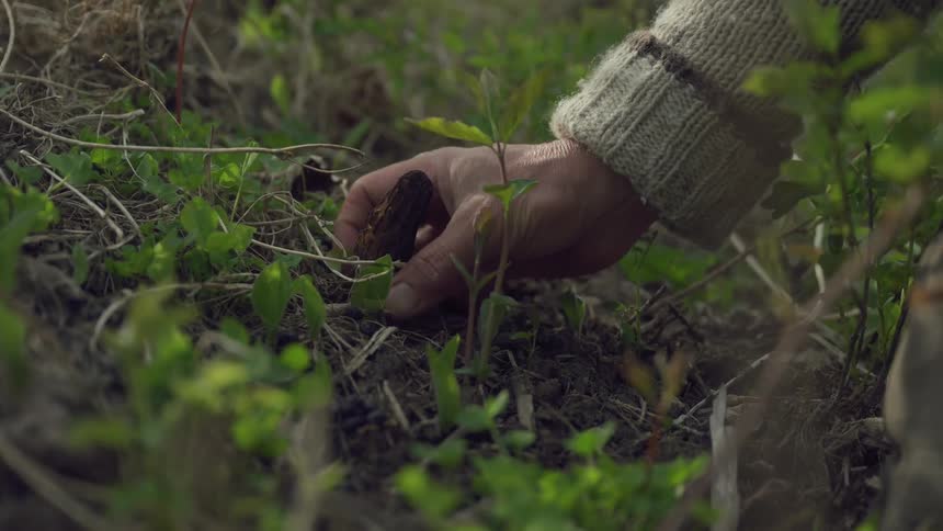Hands of a person picking mushrooms