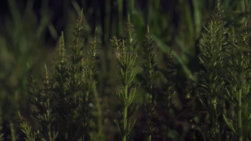 A closeup dimly lit shot shows several green upright plants possibly horsetail adorned with tiny water droplets against a dark background