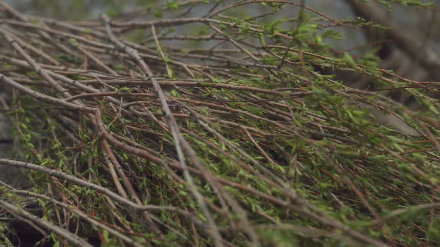 A series of grasses are piled up in the forest at midday