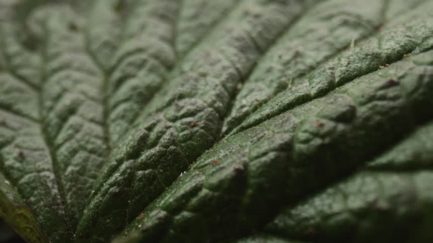 Close up of large leafy green vegetable leaves