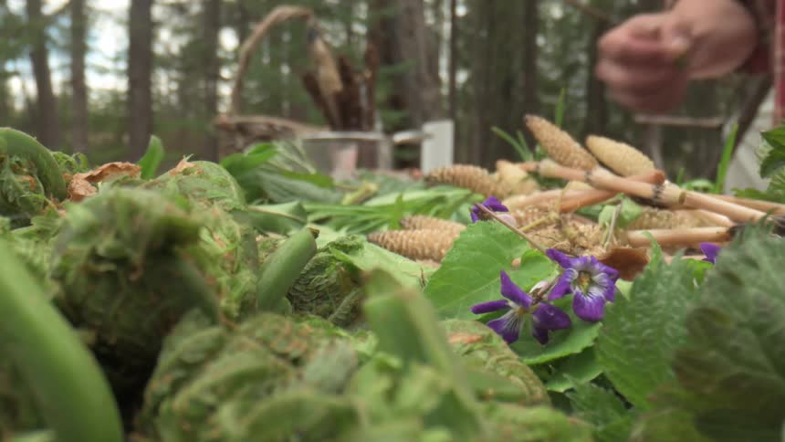 A spread of foraged greens including fiddleheads and other leafy plants lies on a wooden surface in a forest setting
