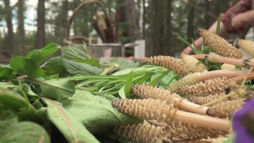 Various wild edible plants and shoots are arranged on an outdoor table in the forest