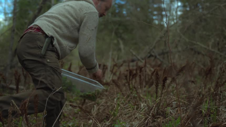 A man is picking herbs in the woods and putting them in a container