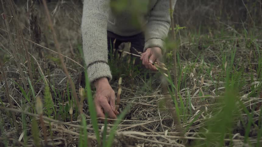A man is picking up young horsetail shoots in a grassy forested area