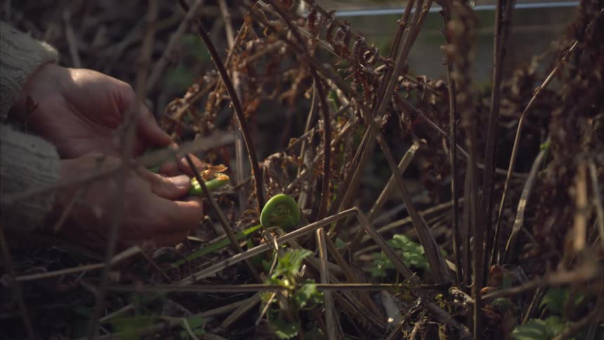 A persons hands carefully pick green fiddlehead ferns emerging from the earth among dry undergrowth