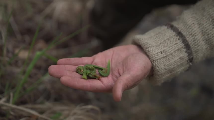 A person closely examines freshly picked fiddlehead ferns in their hand while foraging outdoors