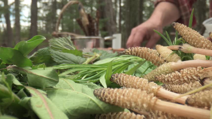 A man in a forest adds salt and vinegar to a pan surrounded by foraged plants as the camera zooms in